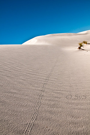 Tracks in sand dune