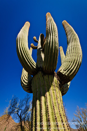Saguaro 4