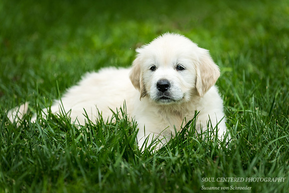 English Golden Retriever puppy 4