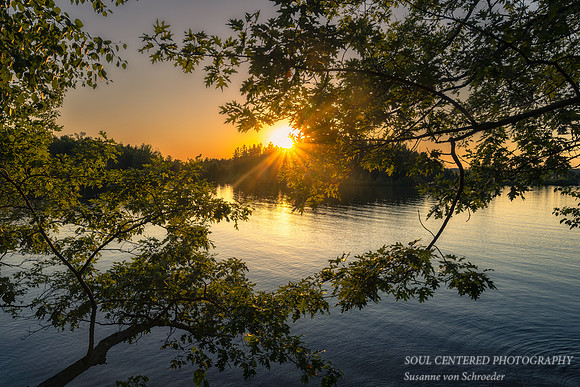 Sunset view through Oak trees