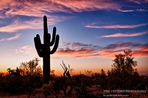Saguaro at sunset 4