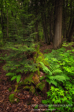 Enchanted forest, Frog Bay Tribal National Park, WI 2