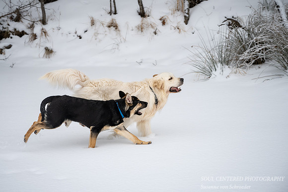 Shanti & Shiloh, running, Dec. '22 2