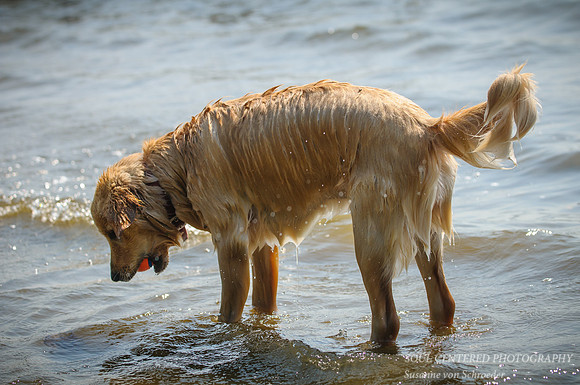 Pippa 2