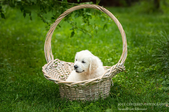 English Golden Retriever puppy 3