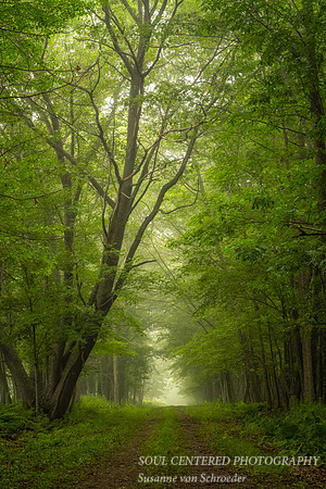 Foggy morning walk through a forest 2