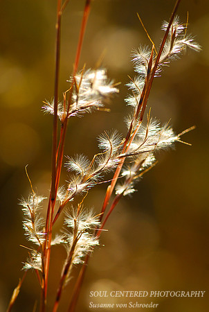 Bluestem in light