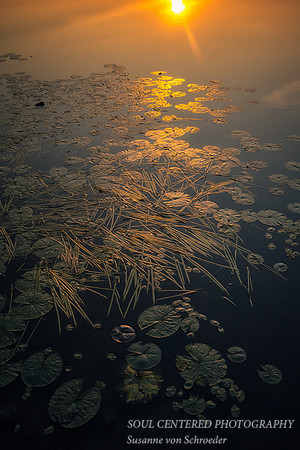 Lily pads and grass in golden sunlight