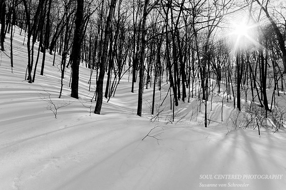 Sun in snowy forest
