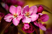 Apple blossom, pink 1
