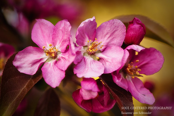 Apple blossom, pink 1