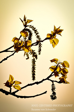 Spring leaves