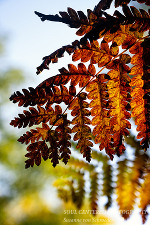 Fern, brown-golden fall colors