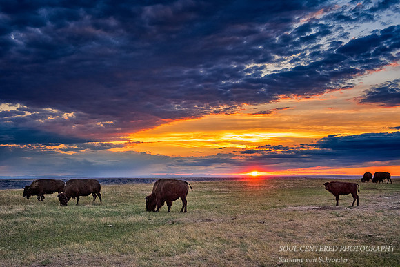 A group of bisons at sunset 2