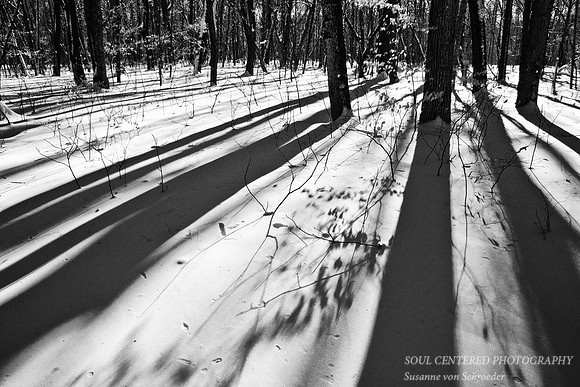 Trees & shadows, B&W