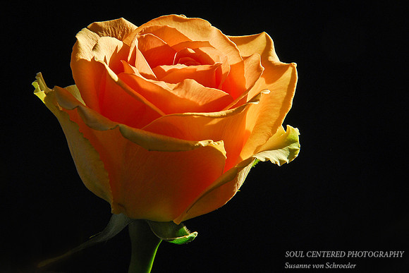 Rose, orange morning light