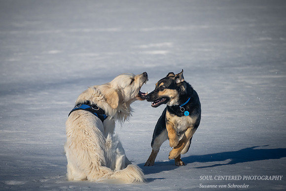 Shanti & Shiloh playing in snow, Febr. 23' 3