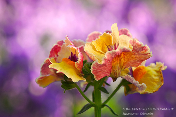 Nemesia 2