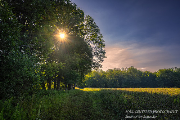 Morning walk with sun in tree