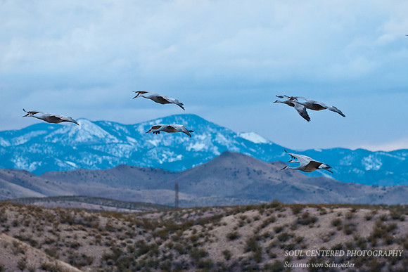 Bosque del Apache, Cranes flying