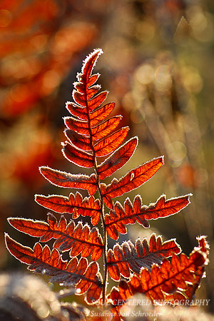 Fern frosted 1