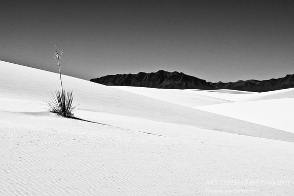 San Andres Mts. w. yucca, bw
