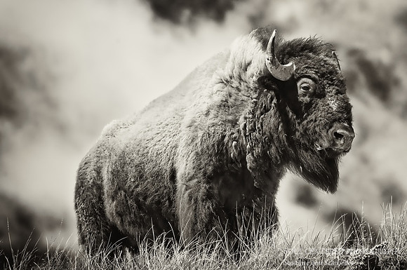 Bison 2 BW