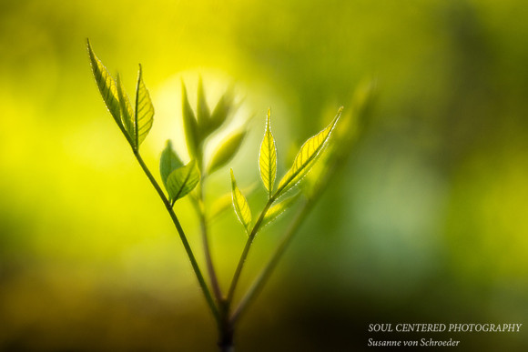 Reaching for the light