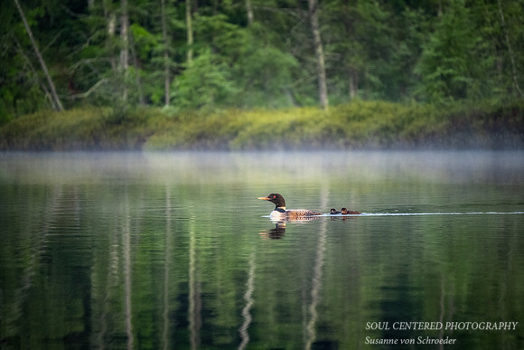 Loon with 2 chicks in morning light