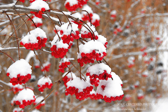 Highbush cranberry 1