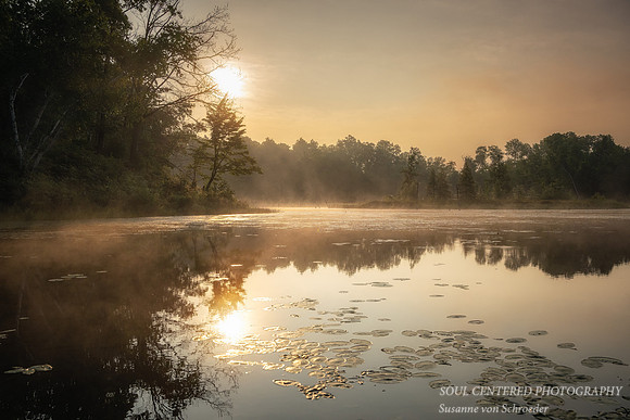 Golden morning light with lily pads, Audie Lake, August '25