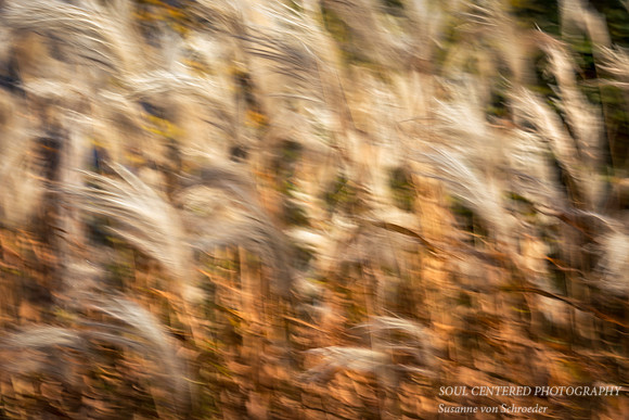 Grasses swaying in the wind