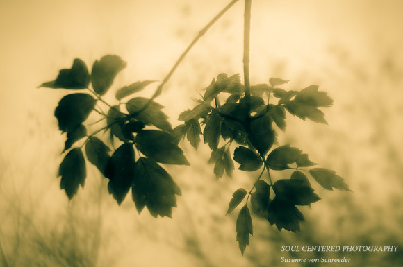 Spring Leaves, monochrome 1