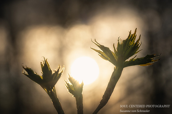 Maple leaves at sunset