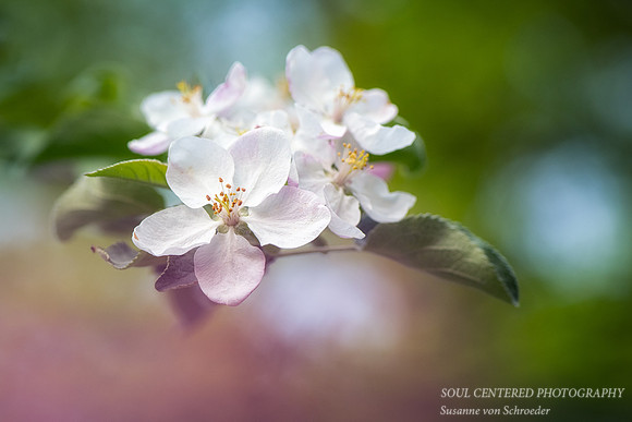 Apple blossoms, May '23 2