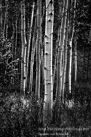 Aspen trees, Colorado bw