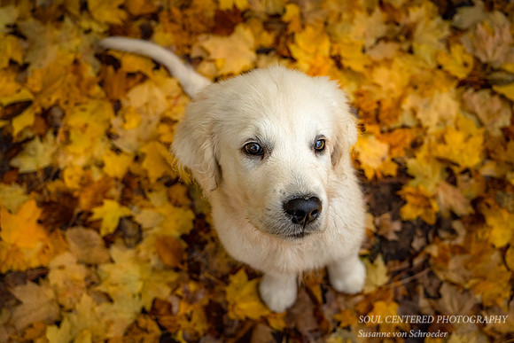 Shanti in autumn leaves