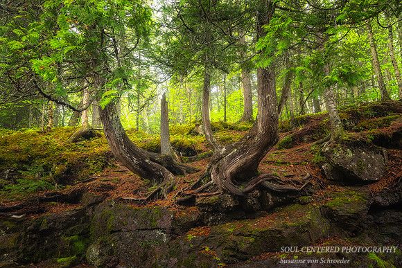 Cedar trees, foggy June day, '24