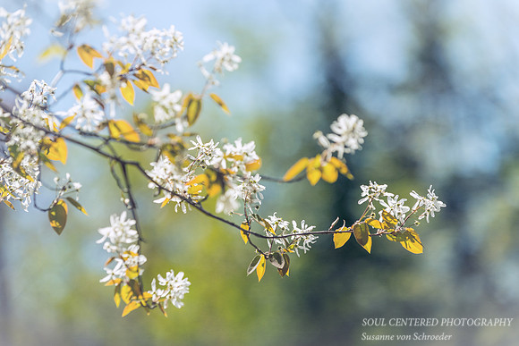Juneberry in bloom, spring