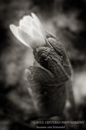 Bloodroot, Lensbaby, BW
