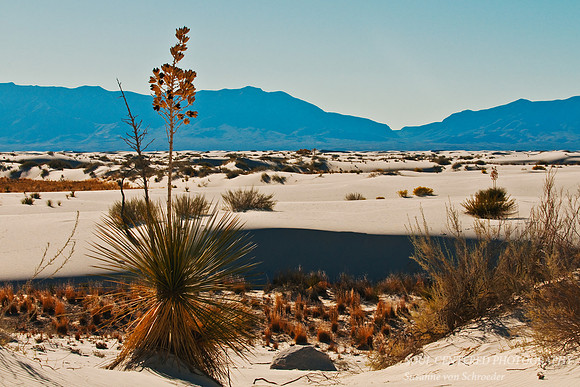 Yucca in White Sands