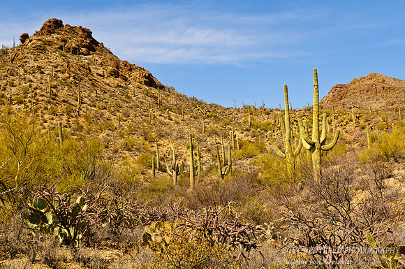 Sonoran desert 2