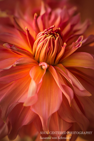Dahlia close-up, vertical