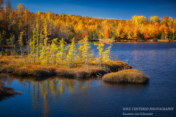 Fall colors and tamarack bog, Audie Lake, Oct. '24