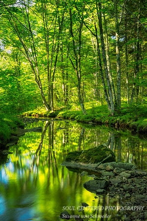 Summer morning at Clear Creek