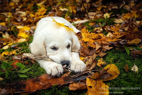 Shanti in autumn forest, chewing bark 3