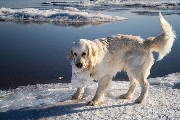 Shanti with ice shard, Lake Superior