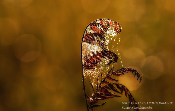 Fern with web