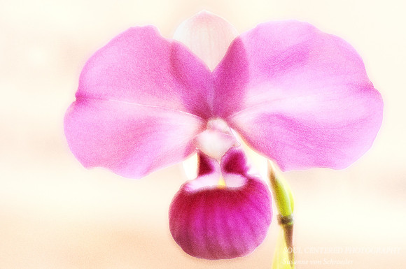 Orchid, high key