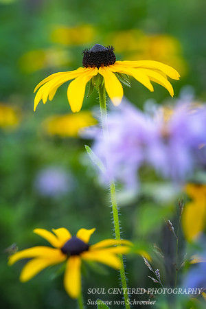 Black-Eyed-Susan and Bergamot 1